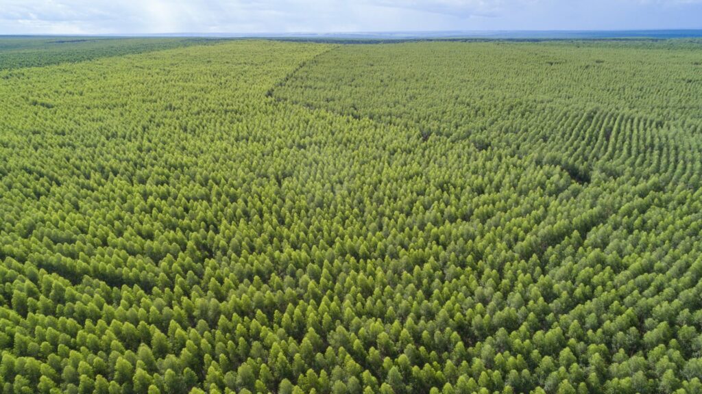 Do Cerrado ao Sucuriú: Timenow nos megaprojetos de papel e celulose