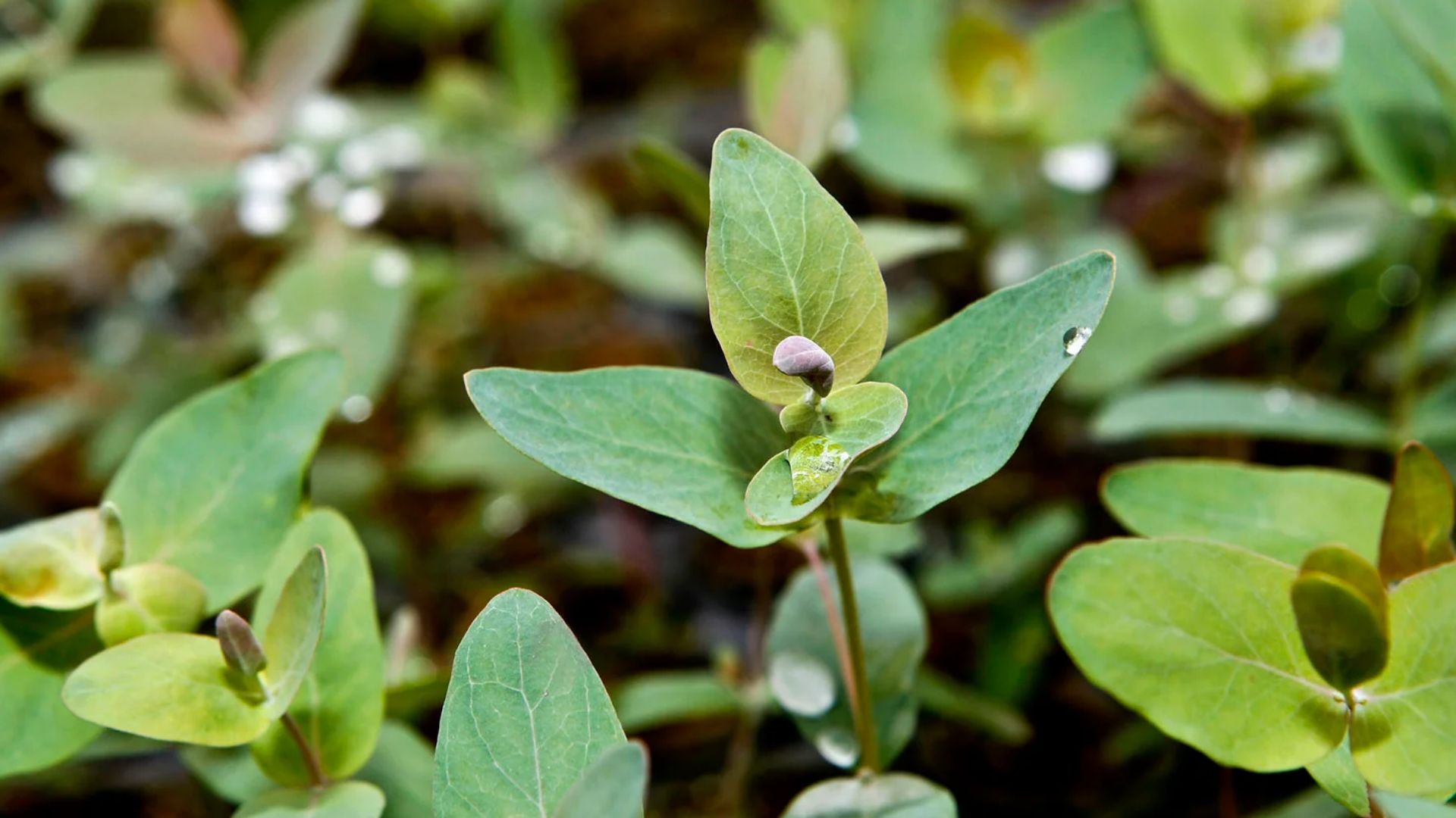 Bioeconomia florestal: engenharia como base da competitividade